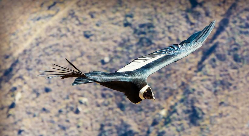 CAÑON DEL COLCA  – LAGO TITICACA –  MACHUPICCHU 6D/5N EN SERVICIO PRIVADO Y COMPARTIDO